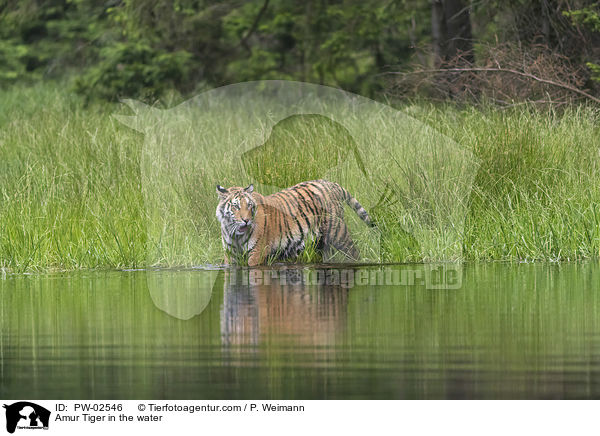 Amur Tiger in the water / PW-02546