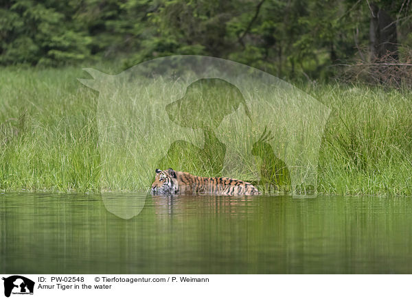 Amur Tiger in the water / PW-02548