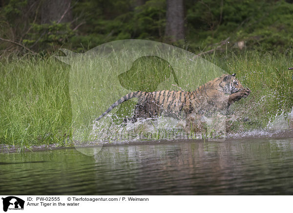 Amur Tiger in the water / PW-02555
