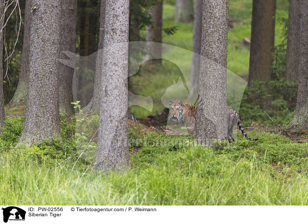 Siberian Tiger / PW-02556