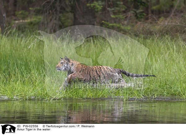 Amur Tiger in the water / PW-02558