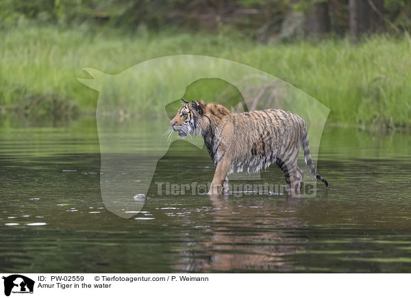 Amur Tiger in the water / PW-02559