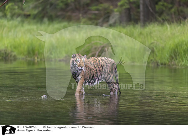 Amur Tiger in the water / PW-02560