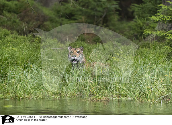 Amur Tiger in the water / PW-02561