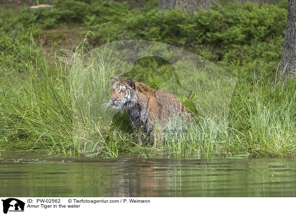 Amur Tiger in the water / PW-02562