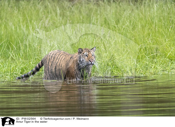 Amur Tiger in the water / PW-02564