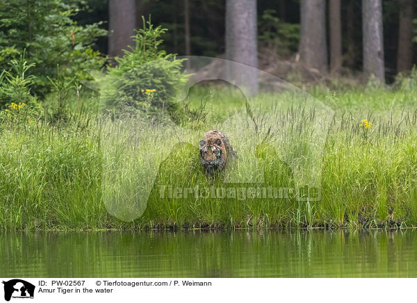 Amur Tiger in the water / PW-02567