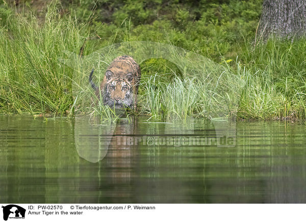 Amur Tiger in the water / PW-02570