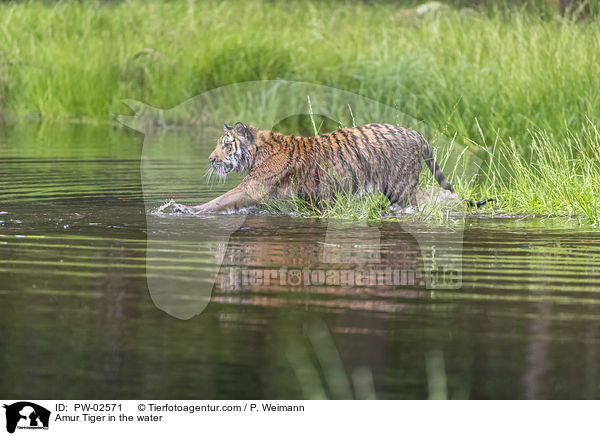 Amurtiger im Wasser / Amur Tiger in the water / PW-02571