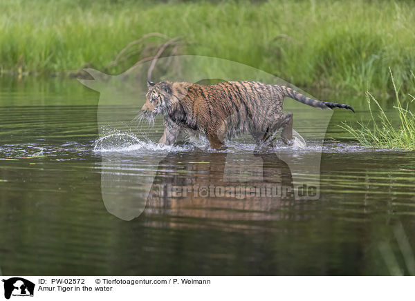 Amur Tiger in the water / PW-02572