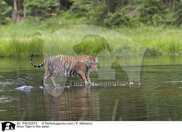 Amurtiger im Wasser / Amur Tiger in the water / PW-02573