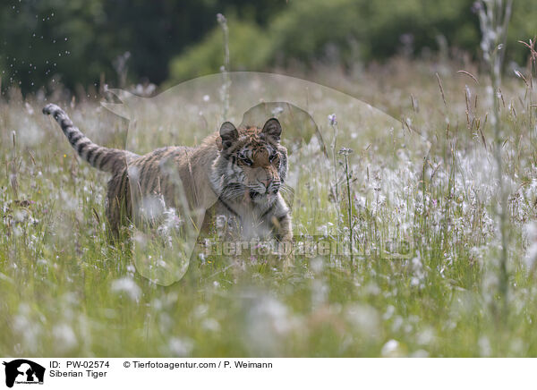 Amurtiger / Siberian Tiger / PW-02574
