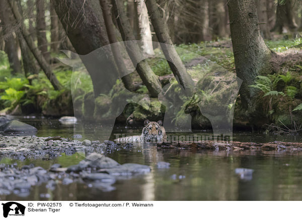 Siberian Tiger / PW-02575