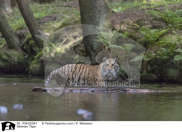 Siberian Tiger / PW-02581