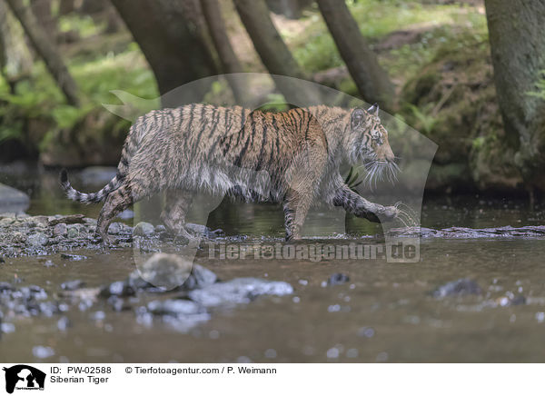 Amurtiger / Siberian Tiger / PW-02588