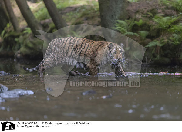 Amur Tiger in the water / PW-02589