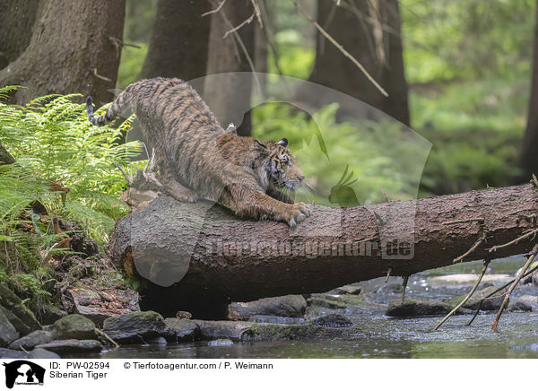 Siberian Tiger / PW-02594