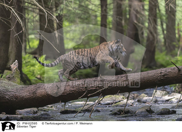 Amurtiger / Siberian Tiger / PW-02595