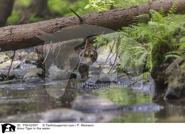 Amur Tiger in the water / PW-02597