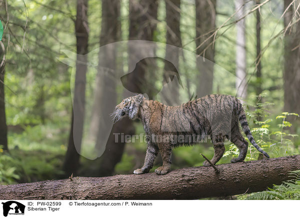 Amurtiger / Siberian Tiger / PW-02599