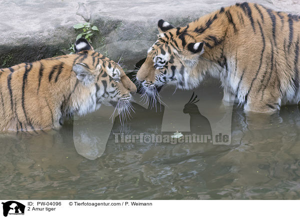 2 Amur tiger / PW-04096