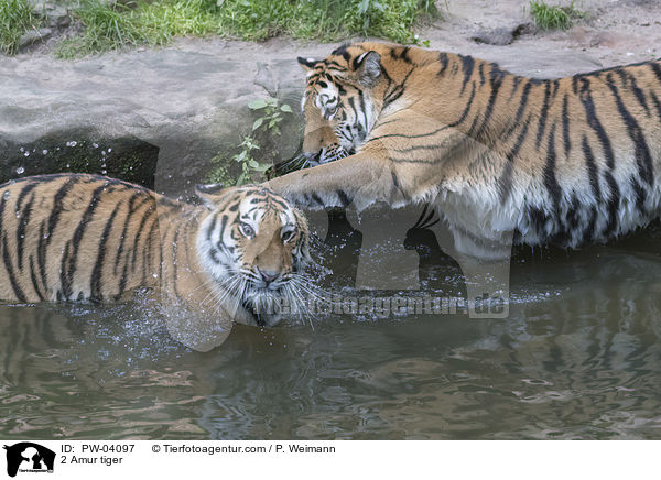 2 Amur tiger / PW-04097