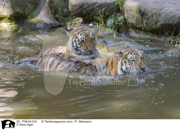 2 Amurtiger / 2 Amur tiger / PW-04103