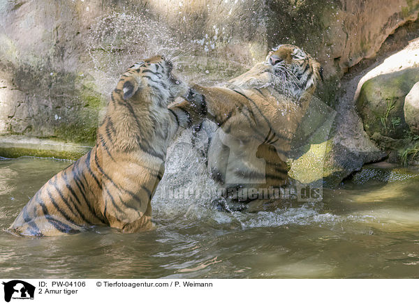 2 Amurtiger / 2 Amur tiger / PW-04106