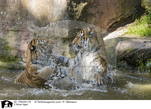 2 Amur tiger / PW-04115