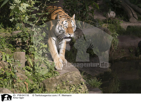 Amur tiger / PW-04116