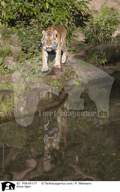 Amur tiger / PW-04117