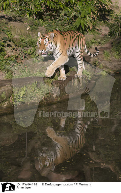 Amur tiger / PW-04118