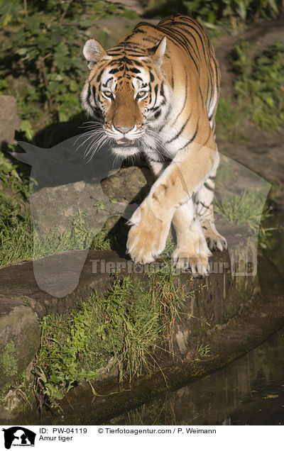 Amur tiger / PW-04119