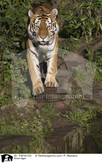 Amur tiger / PW-04120