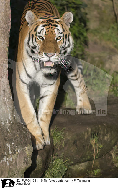 Amur tiger / PW-04121