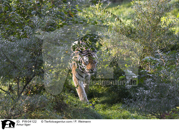 Amur tiger / PW-04122