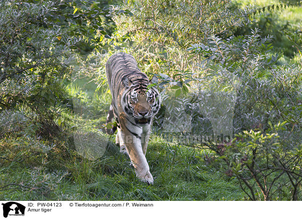 Amurtiger / Amur tiger / PW-04123