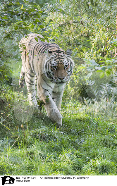 Amur tiger / PW-04124