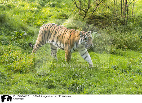 Amur tiger / PW-04125