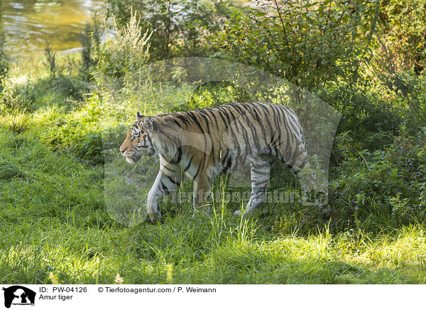 Amur tiger / PW-04126