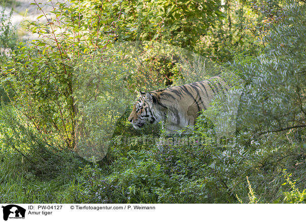 Amur tiger / PW-04127