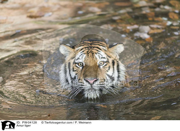 Amur tiger / PW-04128