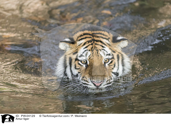Amurtiger / Amur tiger / PW-04129