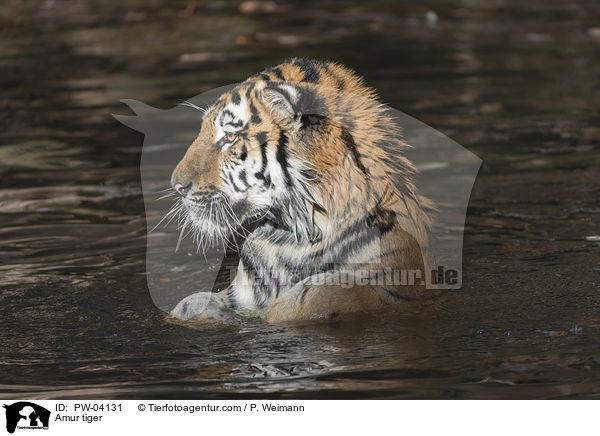Amur tiger / PW-04131