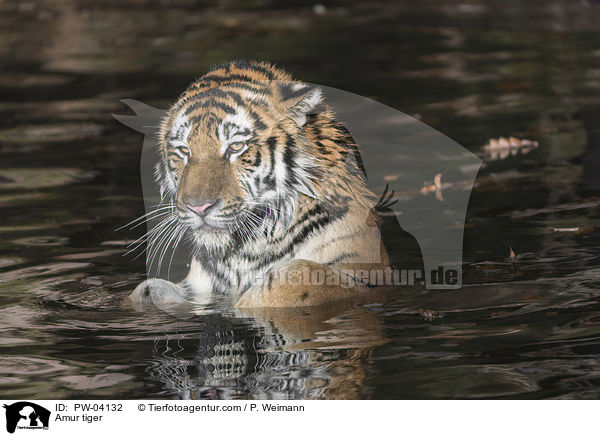 Amur tiger / PW-04132