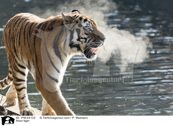 Amur tiger / PW-04133
