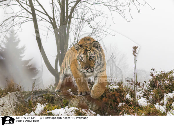 junger Amurtiger / young Amur tiger / PW-04134