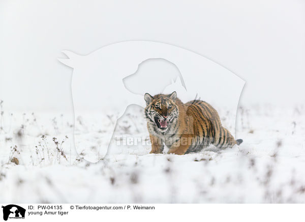 junger Amurtiger / young Amur tiger / PW-04135