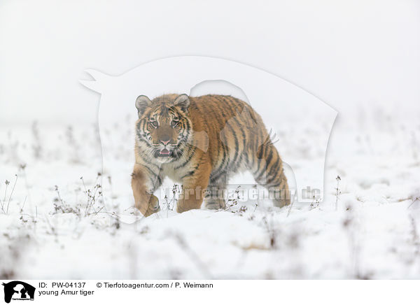junger Amurtiger / young Amur tiger / PW-04137