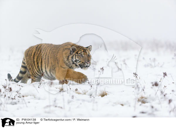 junger Amurtiger / young Amur tiger / PW-04138